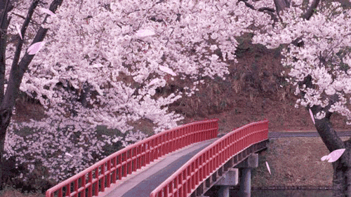 陽春三月，這些美景其實可以帶回家！