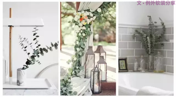 【例外.花箋記】尤加利，花藝界的百搭神葉