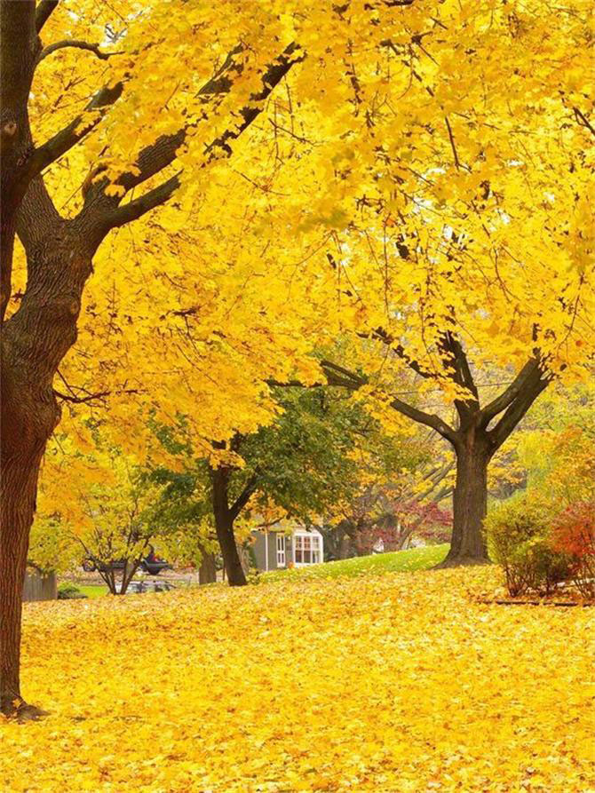 軟裝設(shè)計師幫你把秋天留在家里！