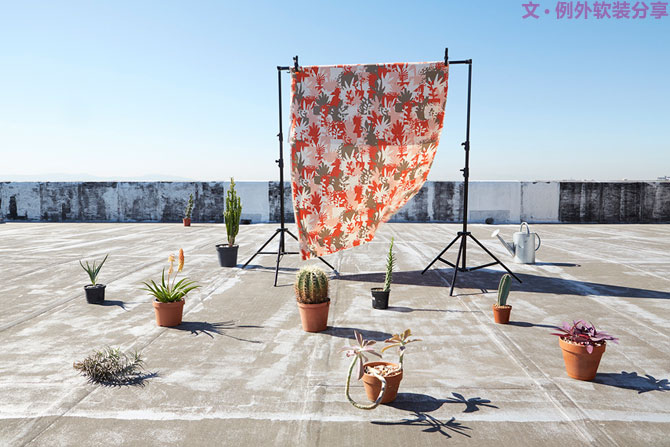 這些自帶天然氣質的網(wǎng)紅綠植，都成了設計界的新寵兒！