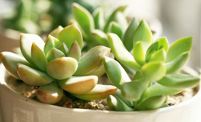 春風十里，不如室內(nèi)這抹綠“迷醉”你！-別墅設計,軟裝設計,室內(nèi)設計,豪宅設計,深圳例外軟裝設計公司