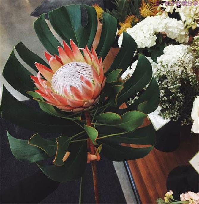 龜背竹遠(yuǎn)不止能去除甲醛，原來還有這么多作用！-別墅設(shè)計,軟裝設(shè)計,室內(nèi)設(shè)計,豪宅設(shè)計,深圳例外軟裝設(shè)計公司