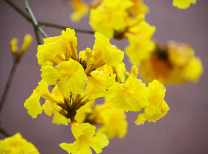 陽春三月，這些美景其實(shí)可以帶回家！-別墅設(shè)計(jì),軟裝設(shè)計(jì),室內(nèi)設(shè)計(jì),豪宅設(shè)計(jì),深圳例外軟裝設(shè)計(jì)公司