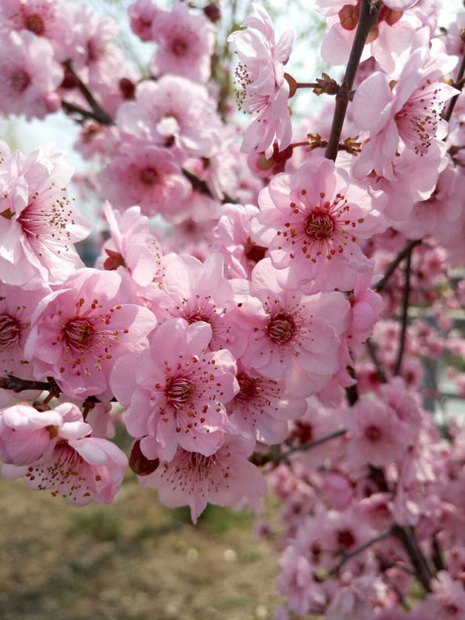 陽春三月，這些美景其實(shí)可以帶回家！-別墅設(shè)計(jì),軟裝設(shè)計(jì),室內(nèi)設(shè)計(jì),豪宅設(shè)計(jì),深圳例外軟裝設(shè)計(jì)公司