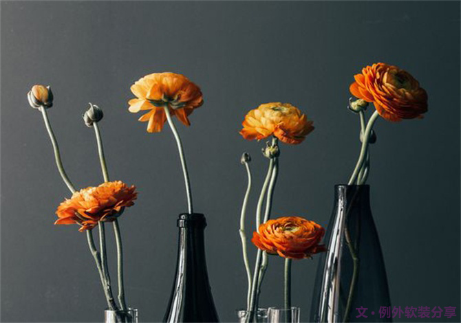 【例外·花箋記】洋牡丹，花叢中的人氣精靈-別墅設計,軟裝設計,室內(nèi)設計,豪宅設計,深圳例外軟裝設計公司