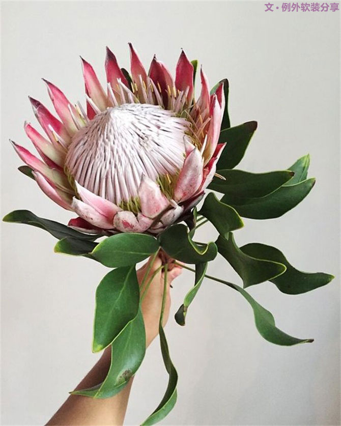 設(shè)計師揭秘8種適合冬季擺放的鮮花！-別墅設(shè)計,軟裝設(shè)計,室內(nèi)設(shè)計,豪宅設(shè)計,深圳例外軟裝設(shè)計公司