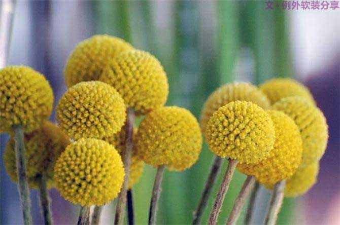 【例外.花箋記】金槌花，敲打在心間的小鼓槌！