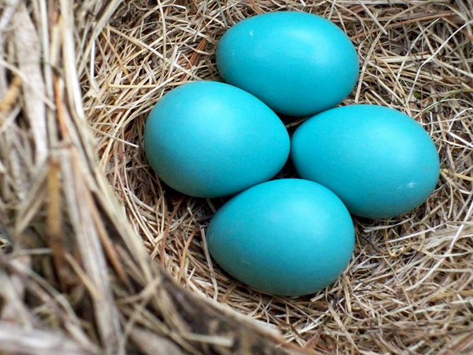 duang的顏色——羅賓鳥蛋藍(lán)，沒有之一