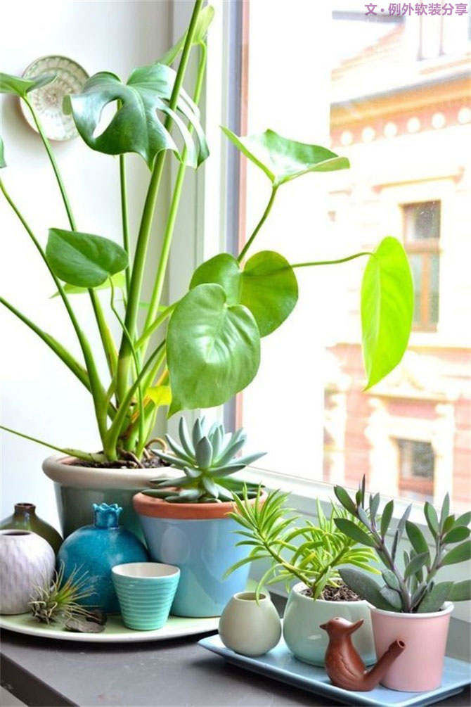 龜背竹遠(yuǎn)不止能去除甲醛，原來還有這么多作用！-別墅設(shè)計,軟裝設(shè)計,室內(nèi)設(shè)計,豪宅設(shè)計,深圳例外軟裝設(shè)計公司