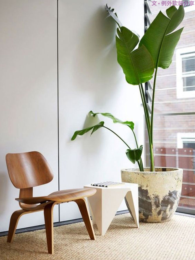 這些自帶天然氣質(zhì)的網(wǎng)紅綠植，都成了設計界的新寵兒！-別墅軟裝設計,軟裝設計,室內(nèi)軟裝設計,室內(nèi)設計,豪宅設計,深圳例外軟裝設計公司