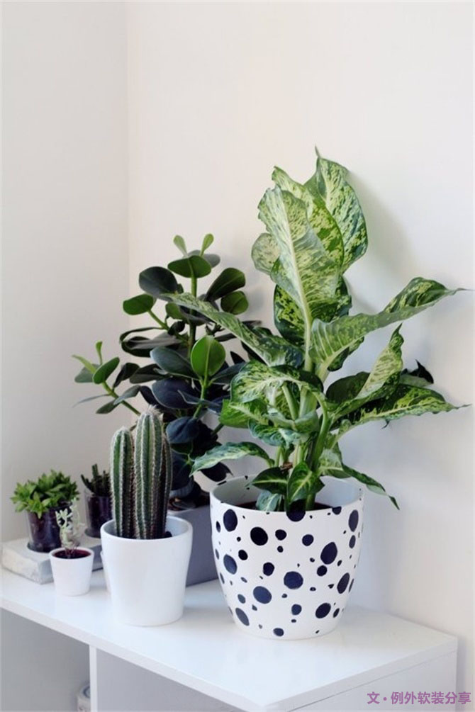 家里植物這樣擺，打造”另類“居室（一）-別墅設(shè)計(jì),軟裝設(shè)計(jì),室內(nèi)設(shè)計(jì),豪宅設(shè)計(jì),深圳例外軟裝設(shè)計(jì)公司