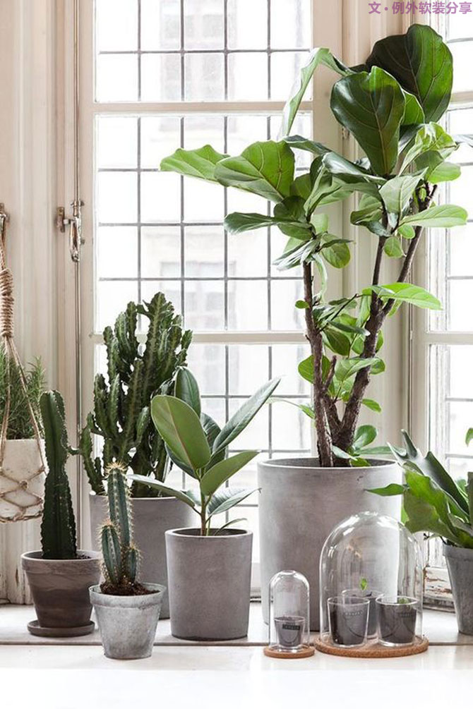 這些自帶天然氣質(zhì)的網(wǎng)紅綠植，都成了設計界的新寵兒！-別墅軟裝設計,軟裝設計,室內(nèi)軟裝設計,室內(nèi)設計,豪宅設計,深圳例外軟裝設計公司