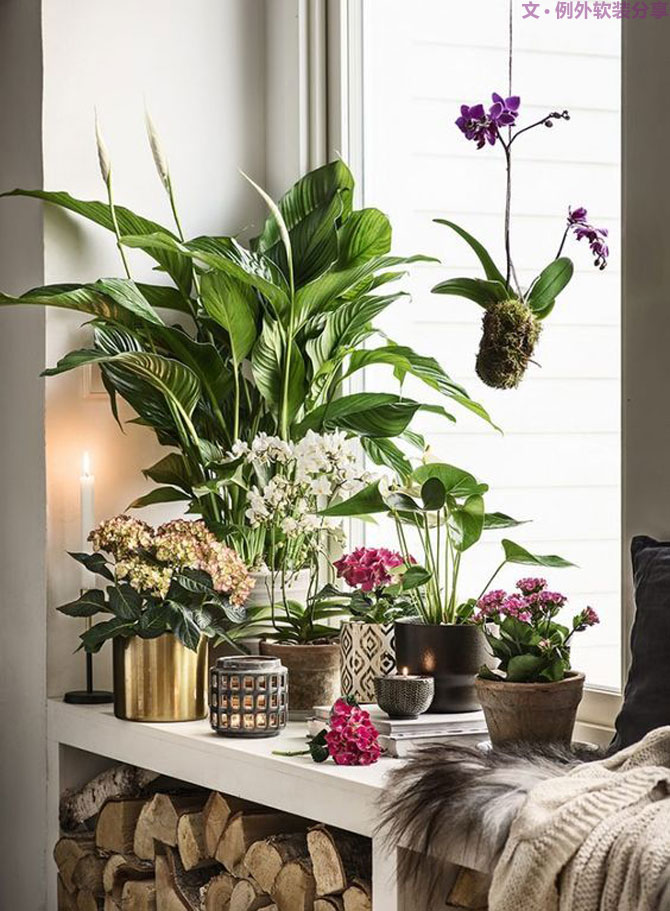 這些自帶天然氣質(zhì)的網(wǎng)紅綠植，都成了設計界的新寵兒！-別墅軟裝設計,軟裝設計,室內(nèi)軟裝設計,室內(nèi)設計,豪宅設計,深圳例外軟裝設計公司