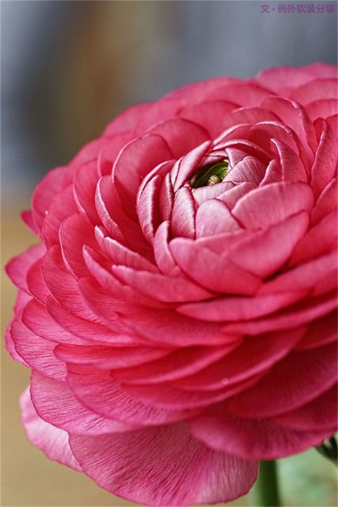 【例外·花箋記】洋牡丹，花叢中的人氣精靈-別墅設計,軟裝設計,室內(nèi)設計,豪宅設計,深圳例外軟裝設計公司