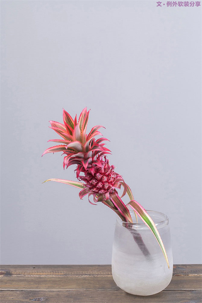 設(shè)計師揭秘8種適合冬季擺放的鮮花！-別墅設(shè)計,軟裝設(shè)計,室內(nèi)設(shè)計,豪宅設(shè)計,深圳例外軟裝設(shè)計公司