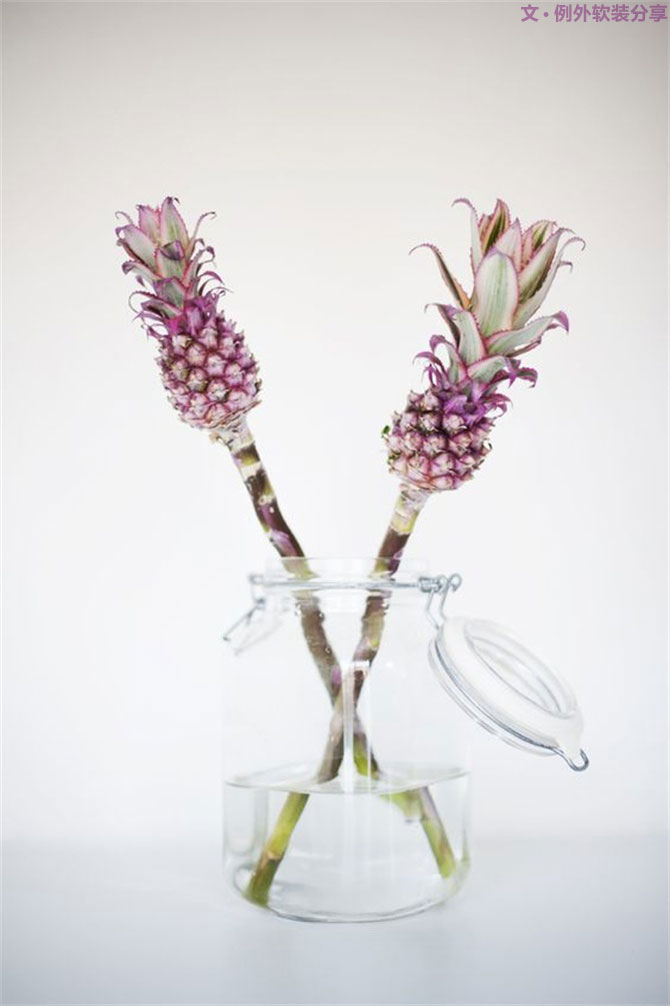 設(shè)計師揭秘8種適合冬季擺放的鮮花！-別墅設(shè)計,軟裝設(shè)計,室內(nèi)設(shè)計,豪宅設(shè)計,深圳例外軟裝設(shè)計公司