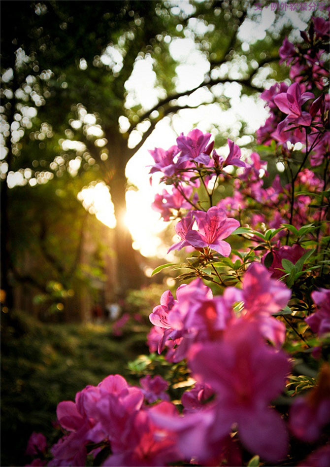 設(shè)計師揭秘8種適合冬季擺放的鮮花！-別墅設(shè)計,軟裝設(shè)計,室內(nèi)設(shè)計,豪宅設(shè)計,深圳例外軟裝設(shè)計公司